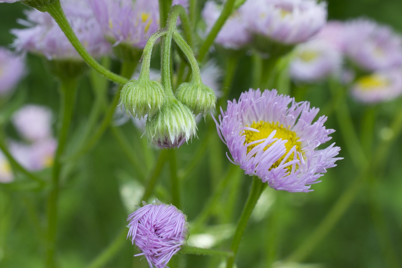 nature wildflowers blooming free photo