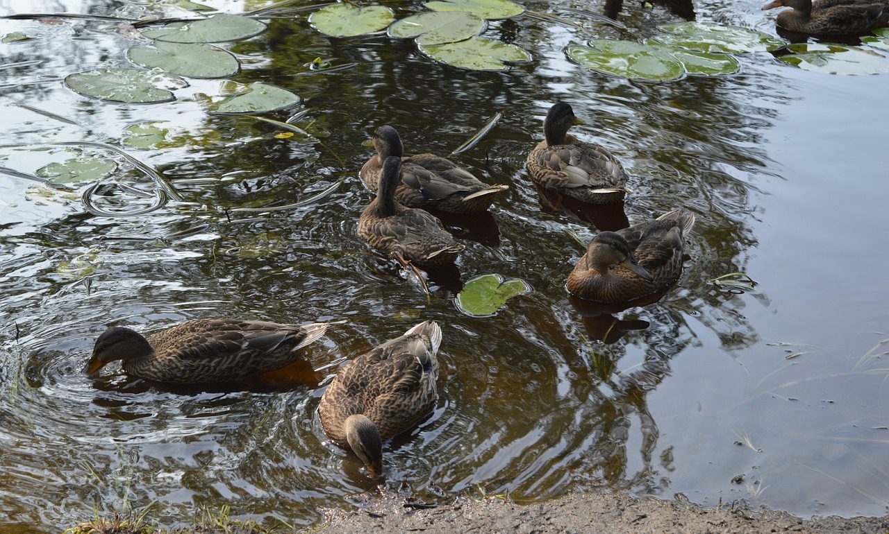 nature birds duck free photo