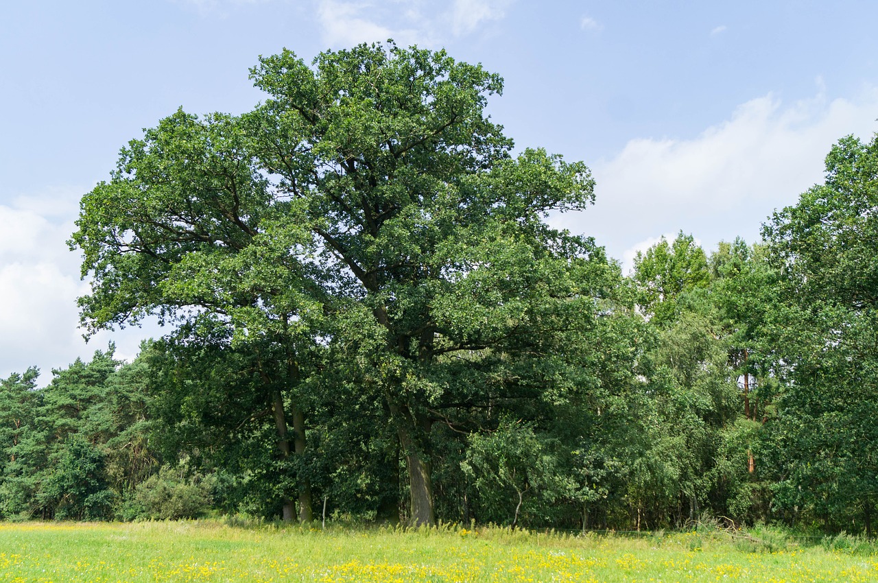 nature tree landscape free photo