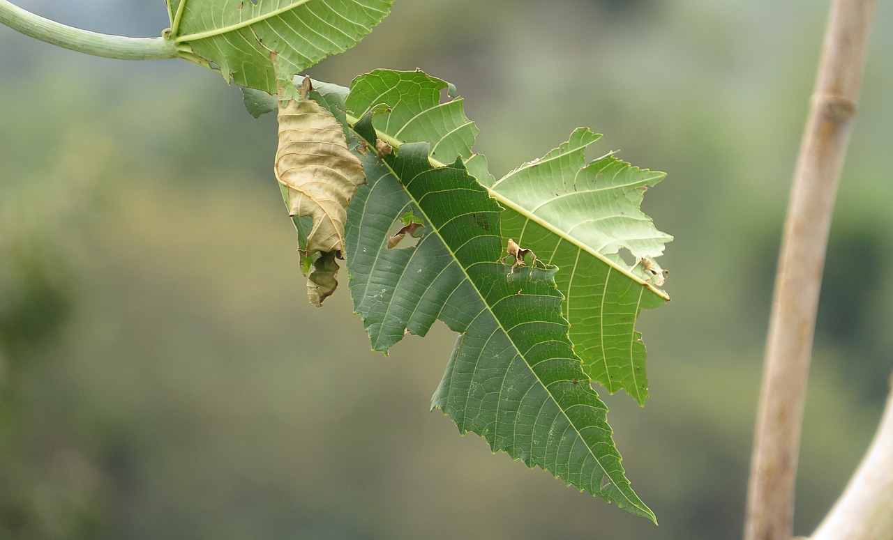 nature leaves green leaf free photo