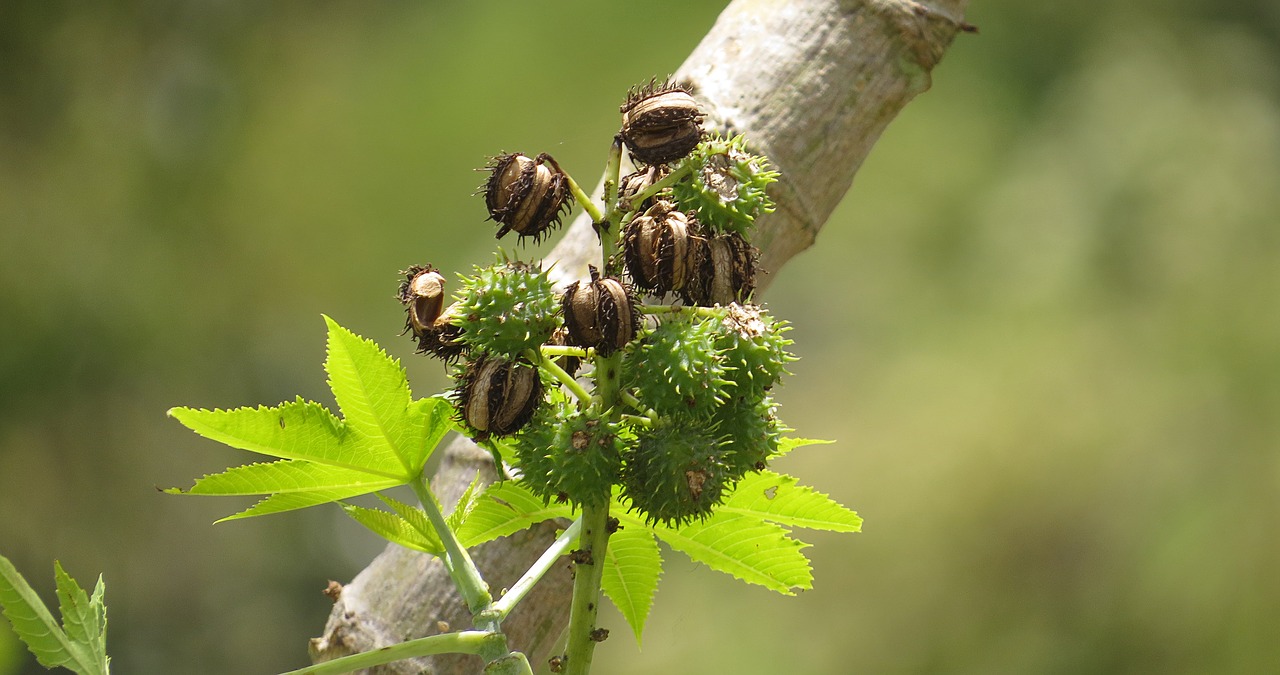 nature fig tree fruit free photo