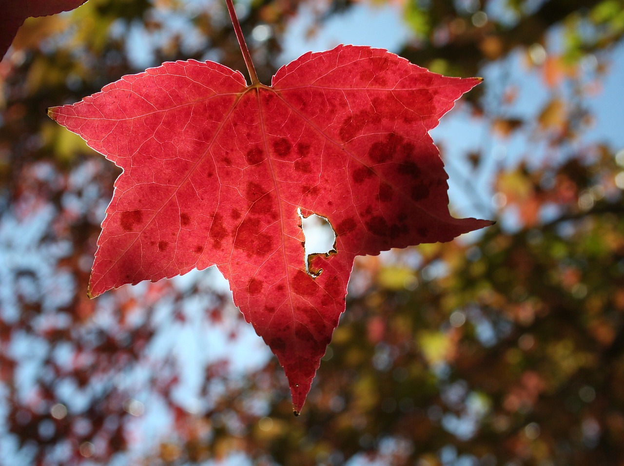 nature autumn leaf free photo