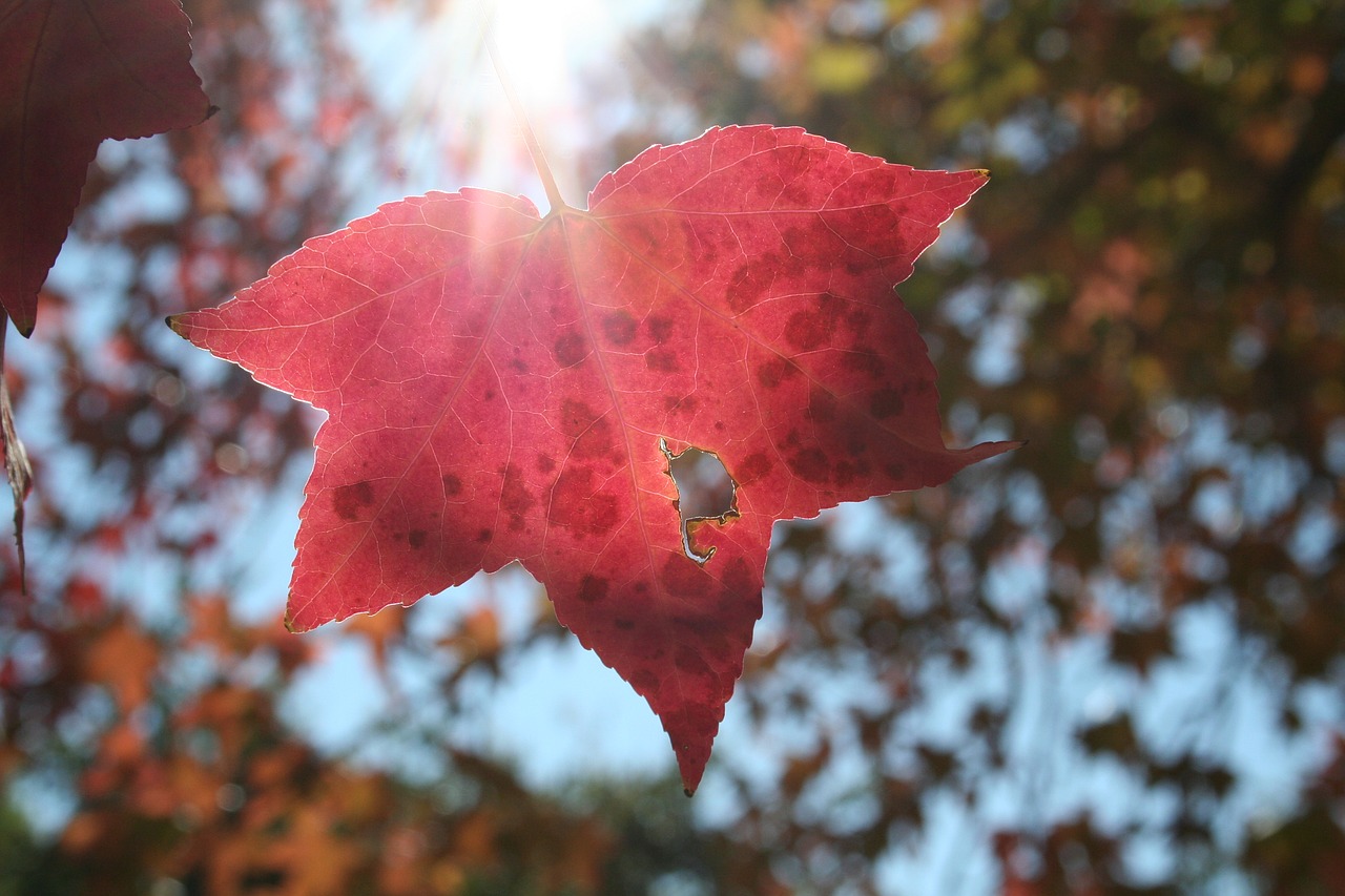 nature autumn leaf free photo