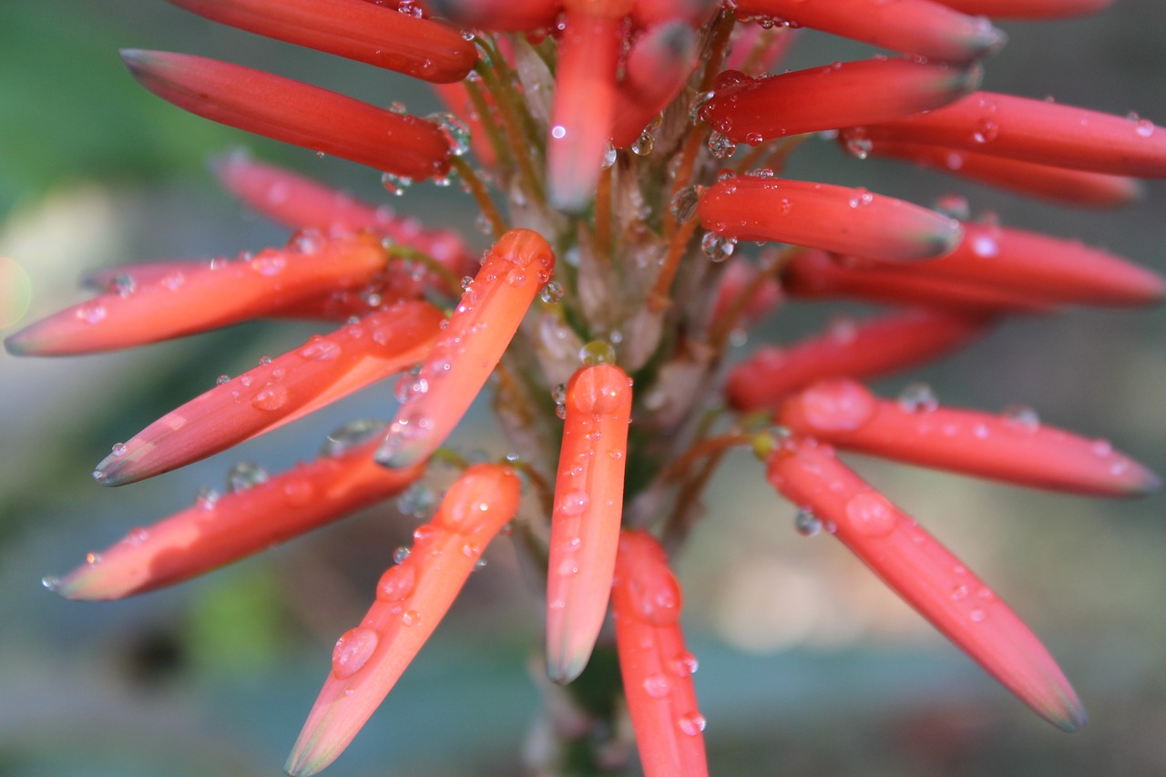 nature flower red free photo