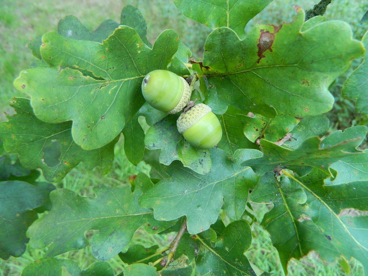 nature acorns leaves free photo