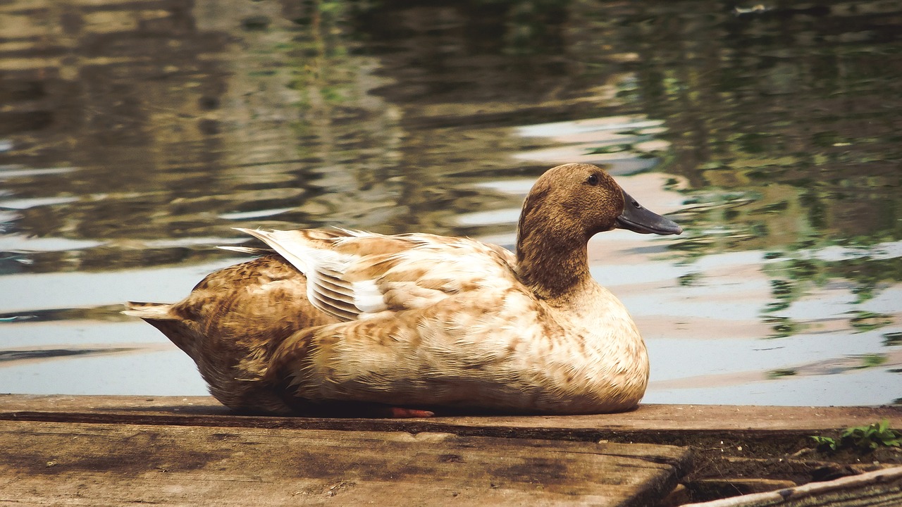 nature duck bird free photo