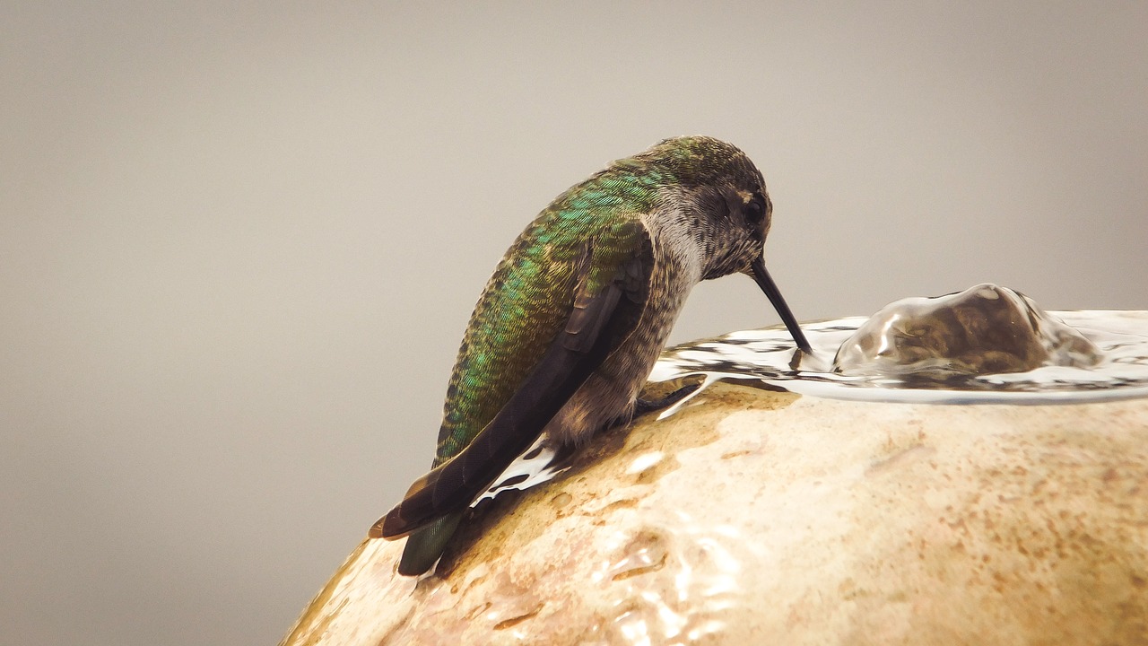 nature humming bird free photo