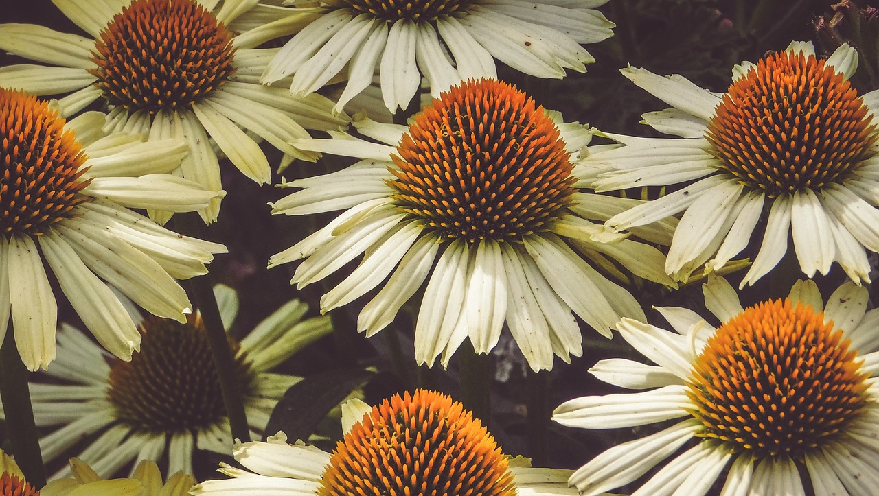 nature floral daisies free photo