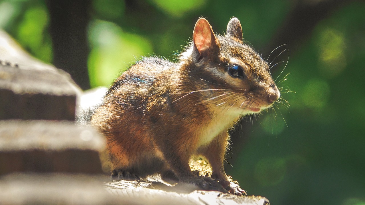 nature wildlife squirrel free photo