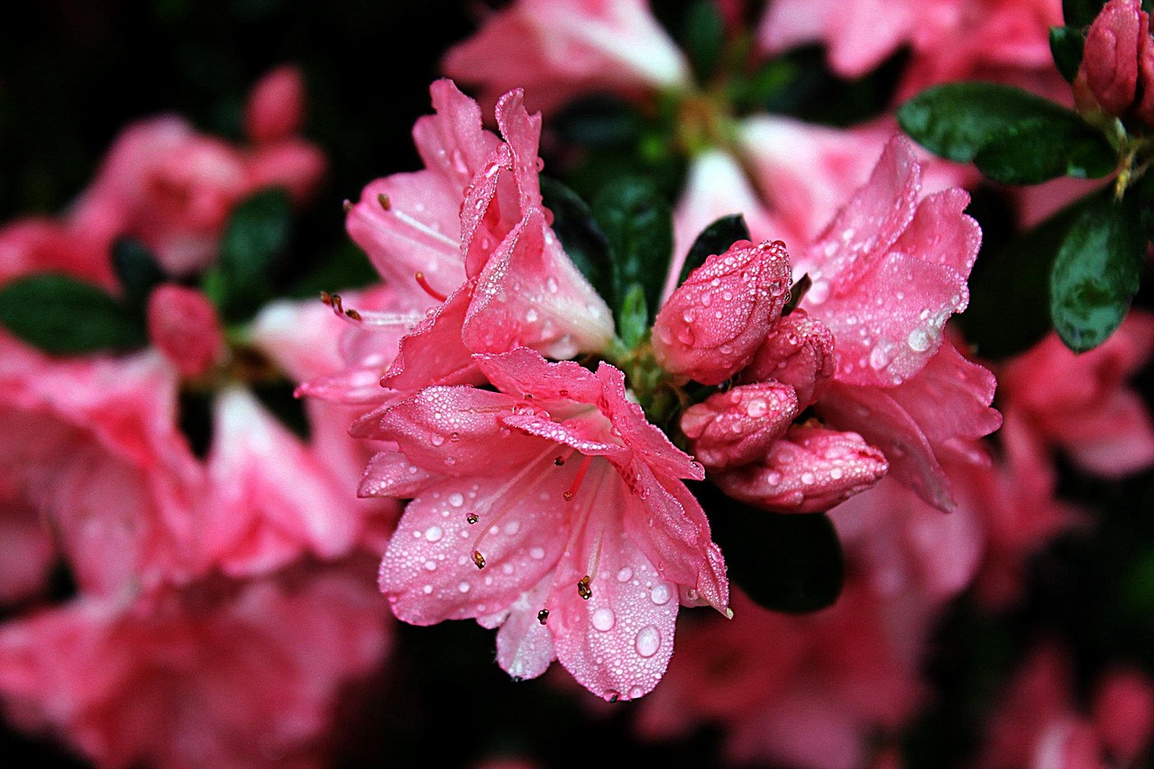 nature flower bloom free photo