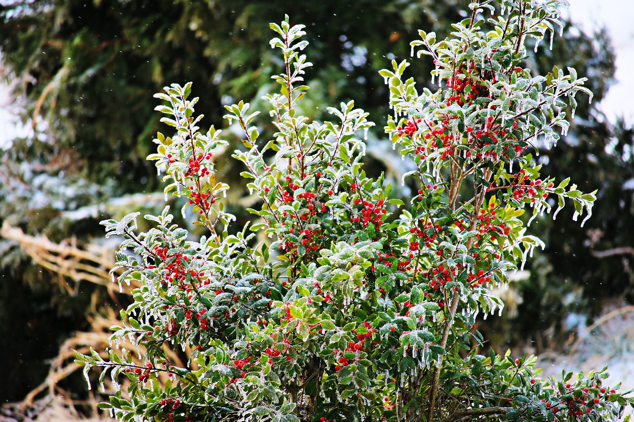 nature winter holly free photo