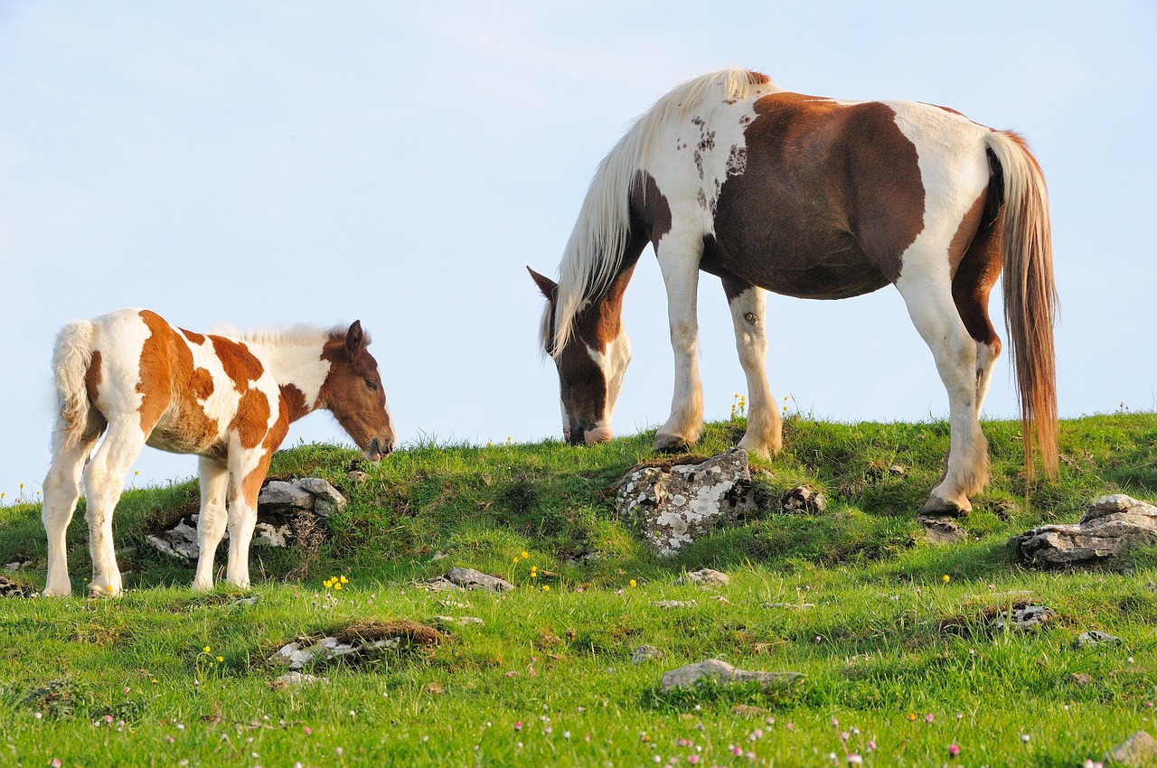 nature animals horses free photo