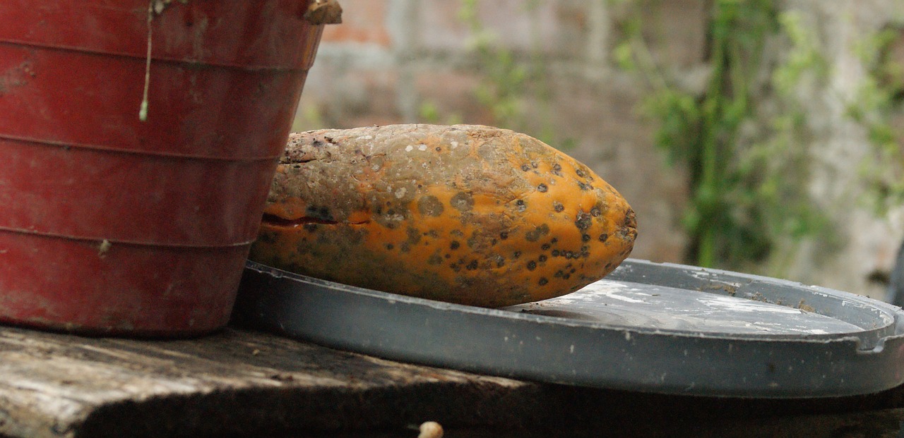 nature fruit papaya free photo