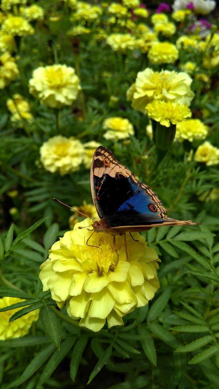 nature butterfly flower free photo