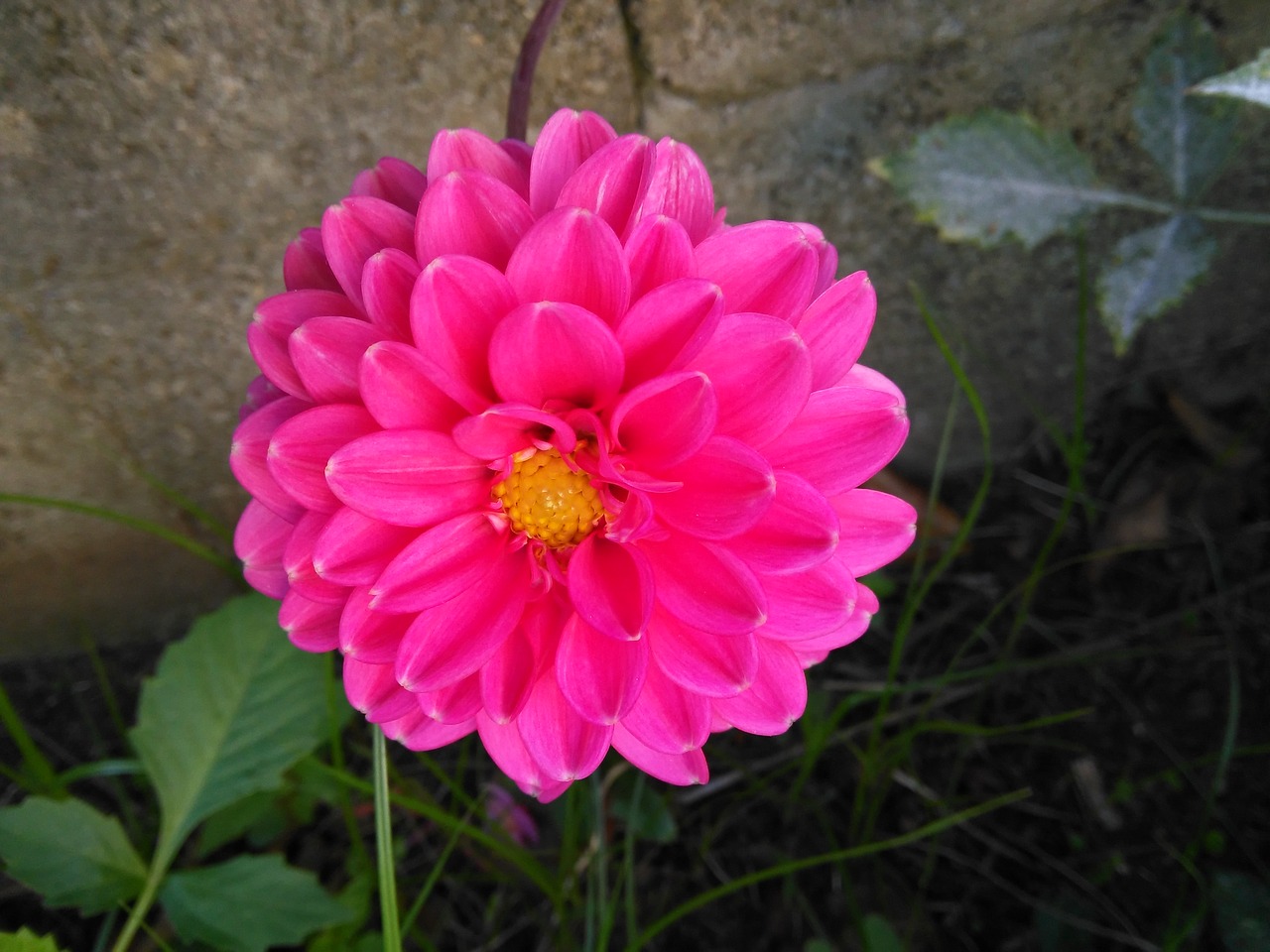 nature flower red free photo