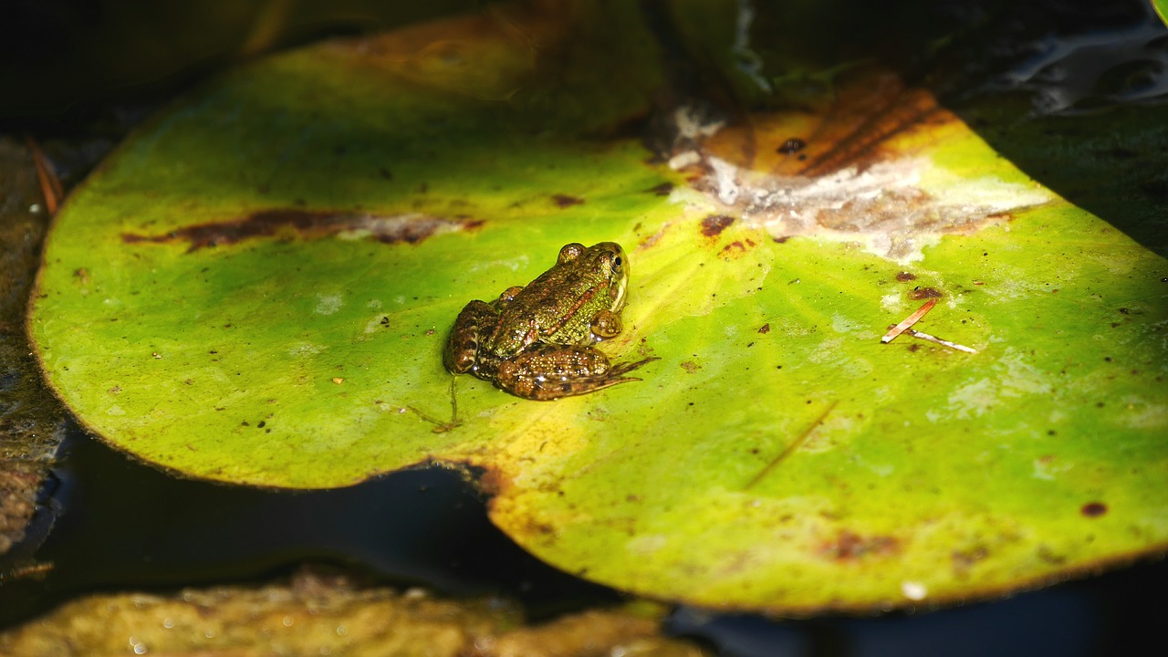 nature amphibians frog free photo