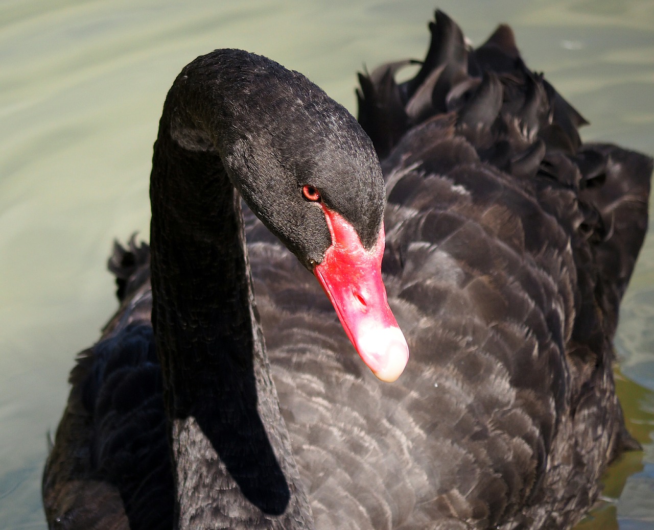 nature birds swan free photo