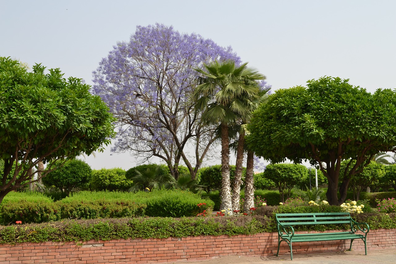 nature tree chair free photo