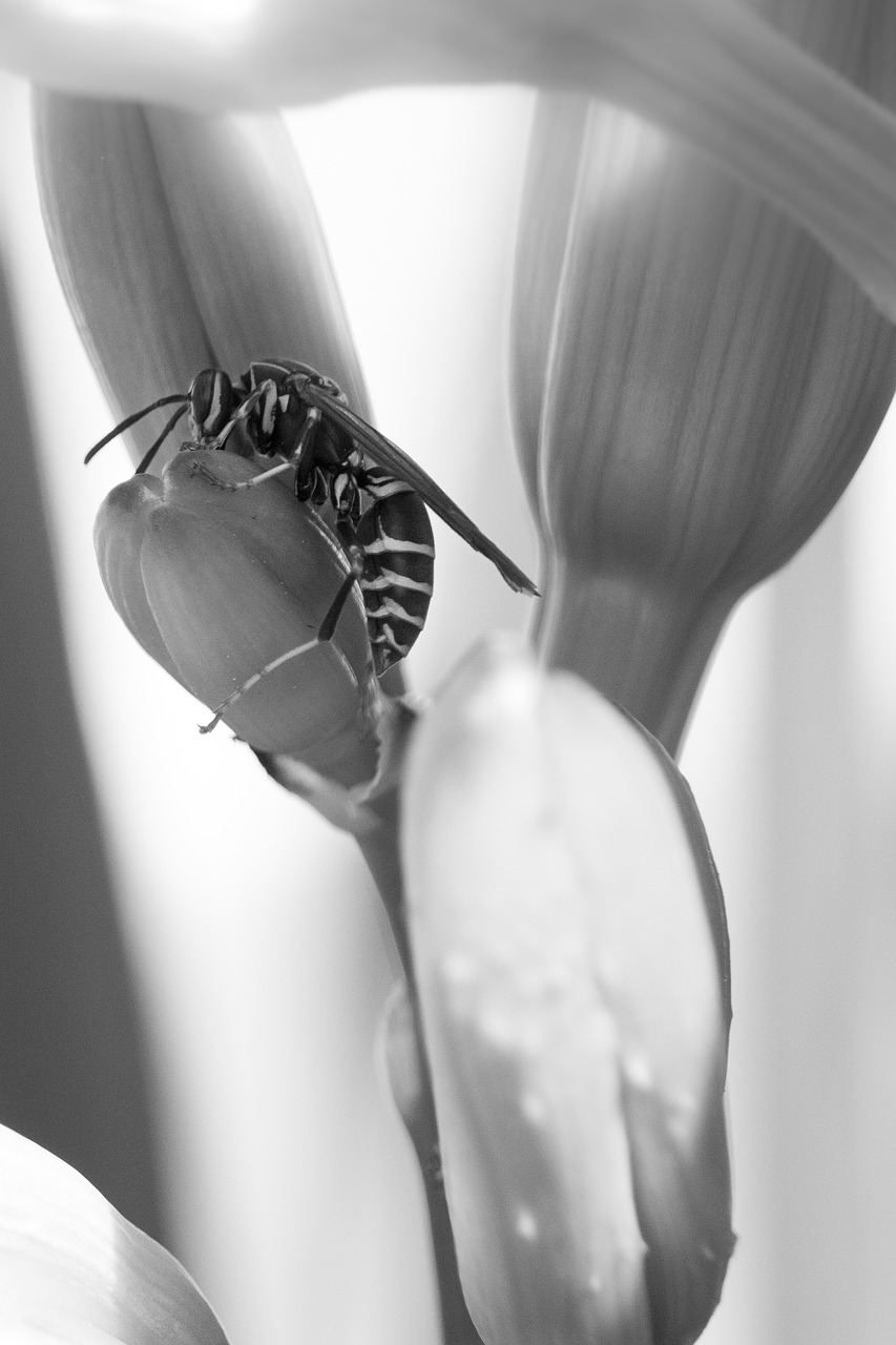 nature wasp macro free photo