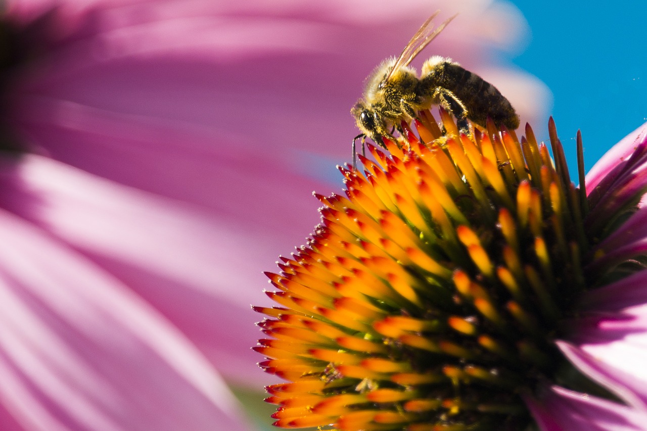 nature bee macro free photo