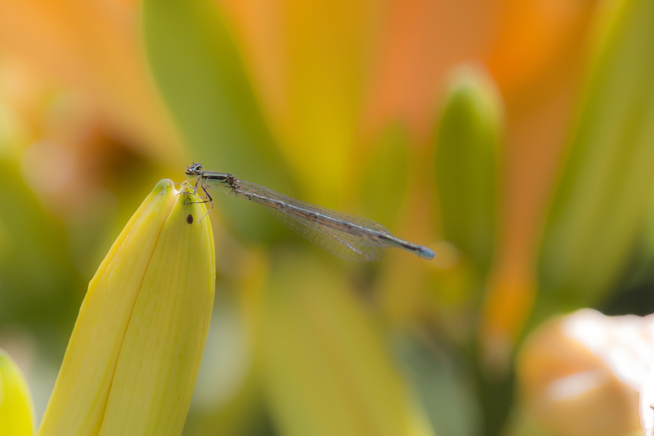 nature dragonfly macro free photo