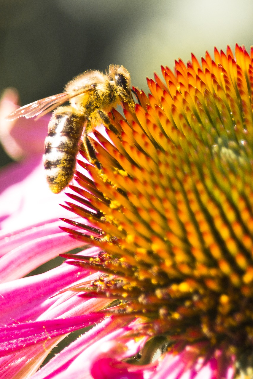 nature bee macro free photo