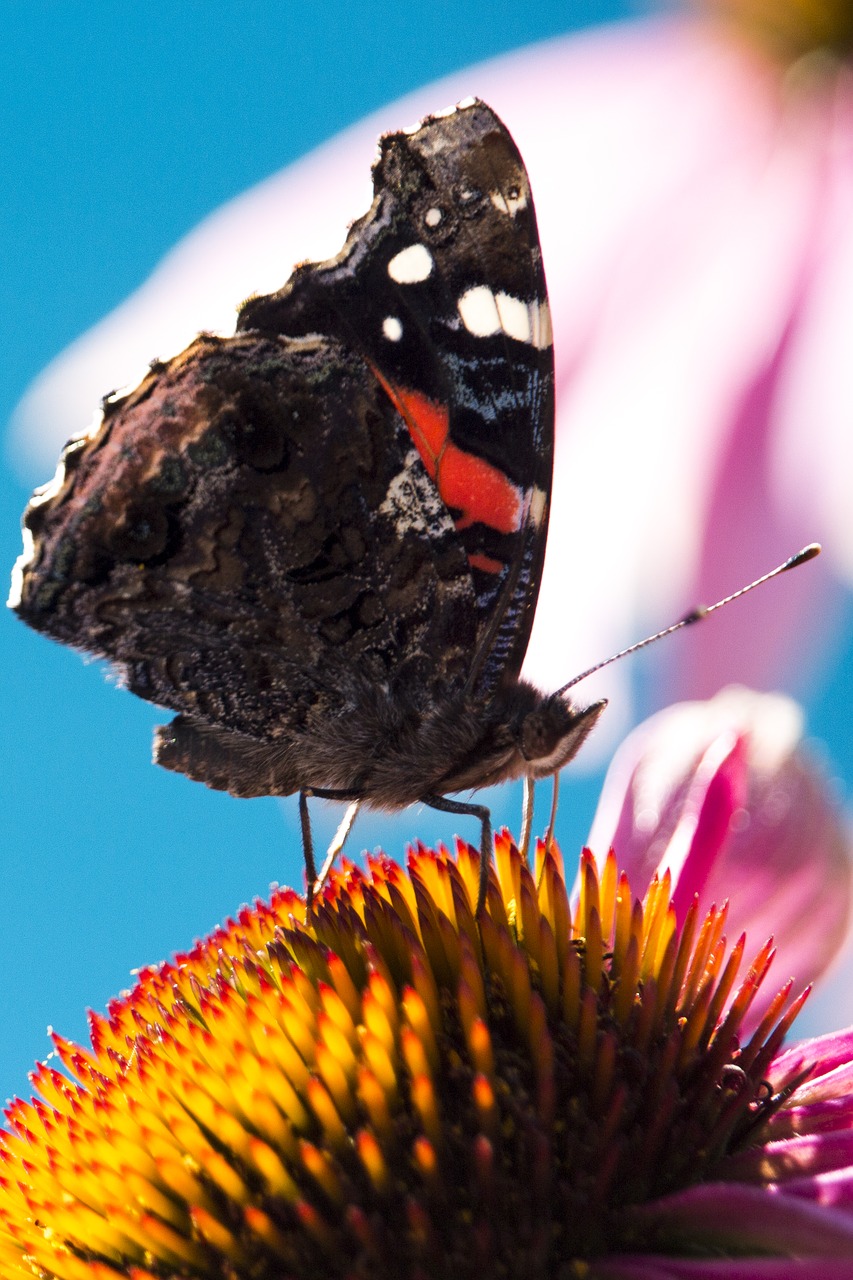 nature papilion macro free photo