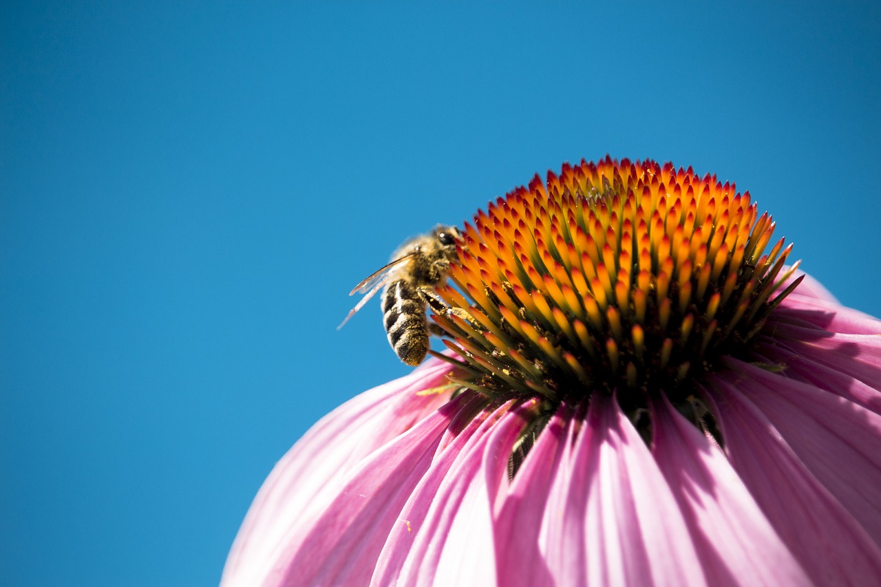 nature bee macro free photo