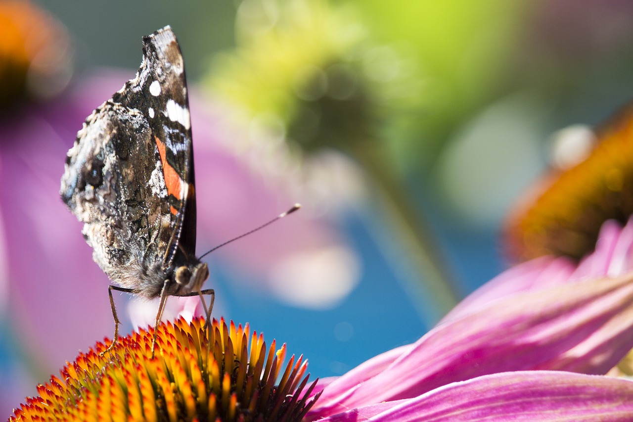 nature papillion macro free photo