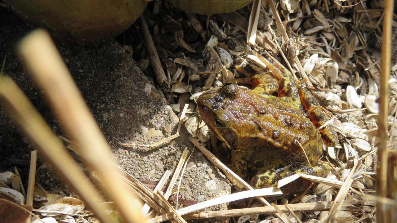 nature pondedge frog free photo