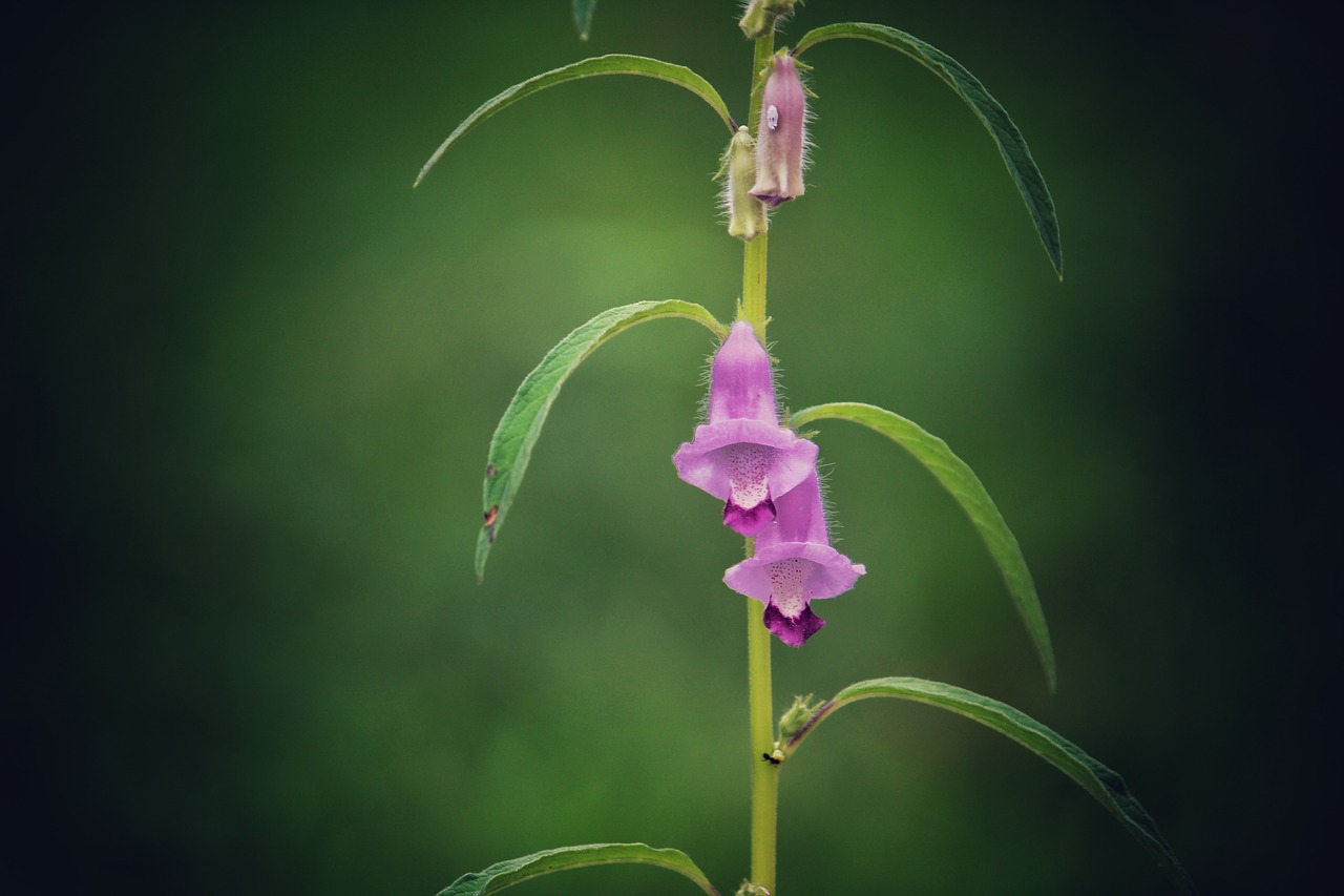 nature flower pink free photo