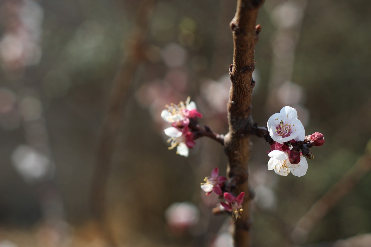 nature blossom spring free photo