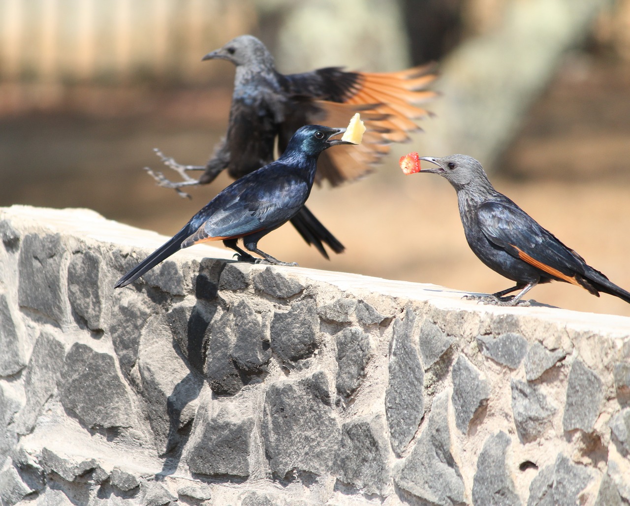 nature birds redwinged starling free photo