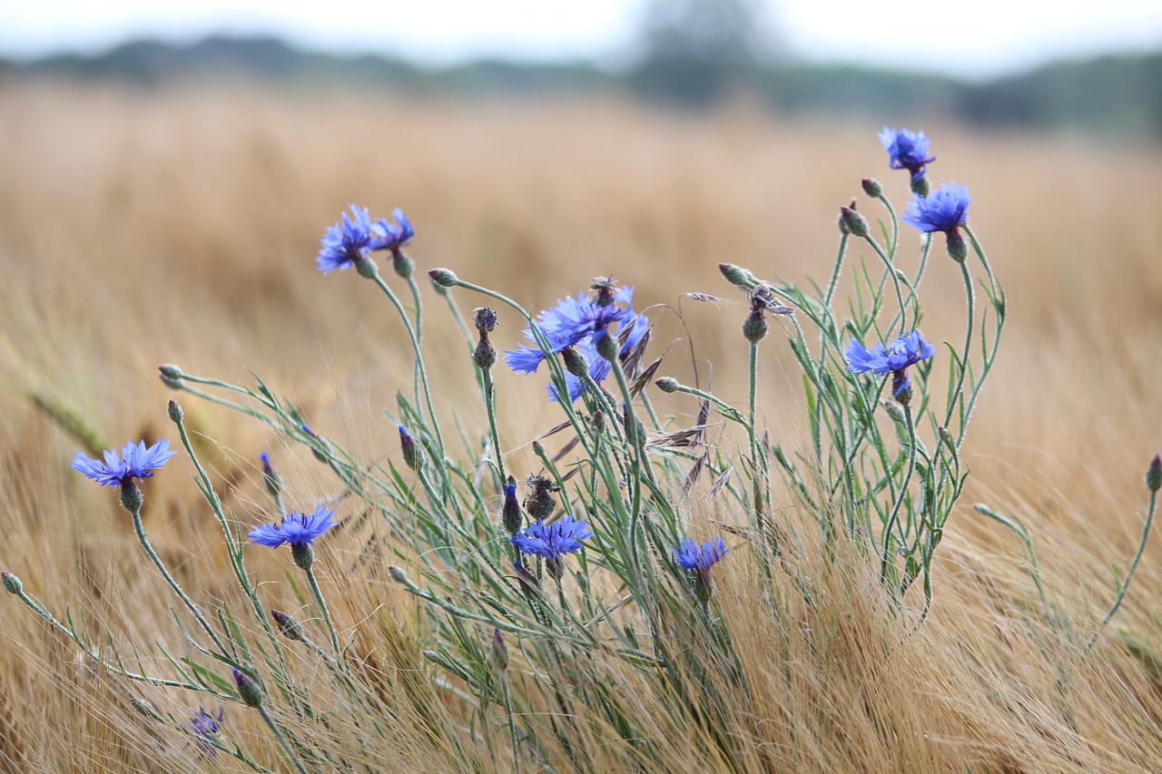 nature field landscape free photo