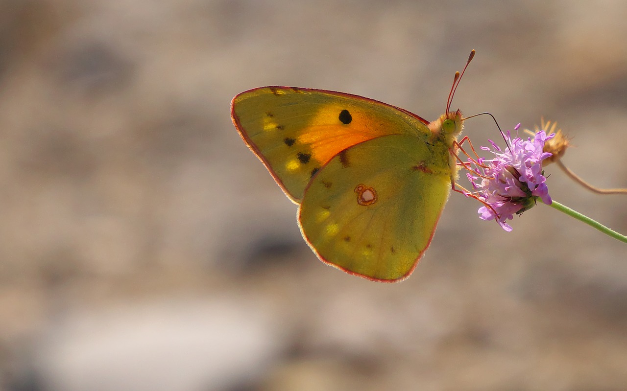 nature insects butterfly macro wings flower free photo