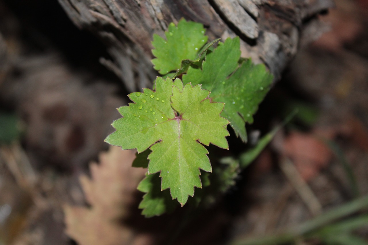 nature green spring free photo