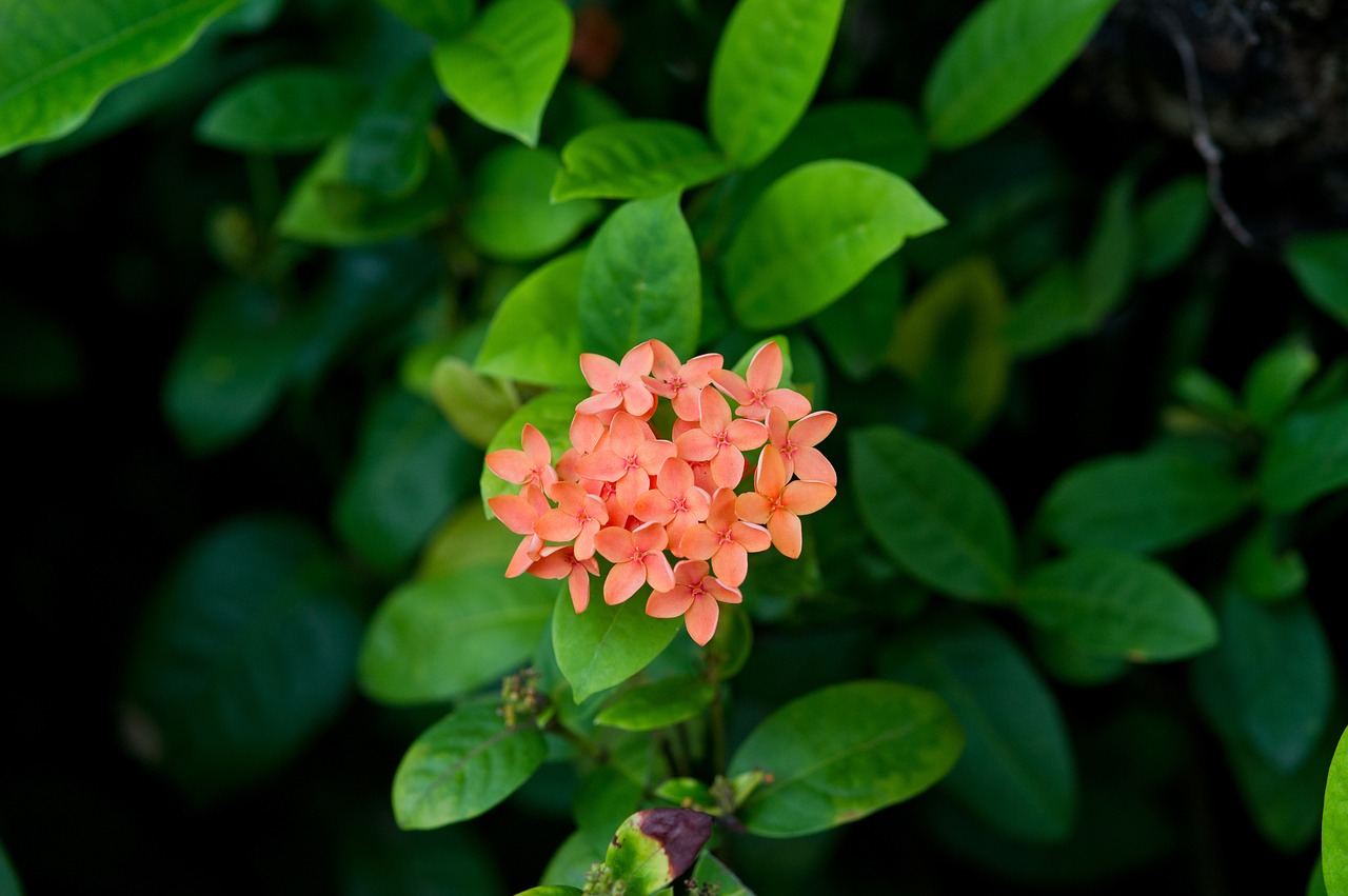 nature flowers plants free photo