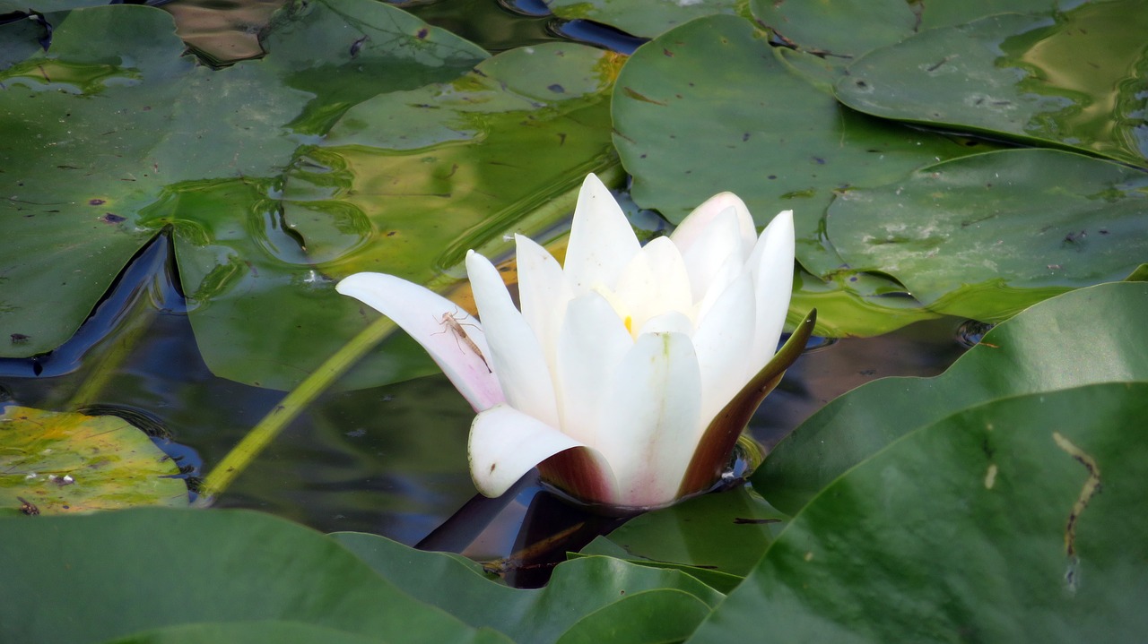 nature pond plant water lily free photo