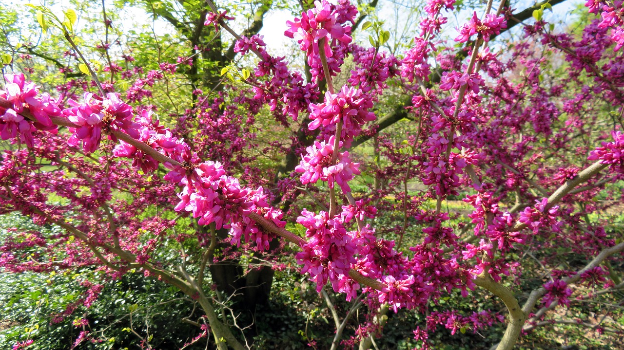 nature spring blossom free photo