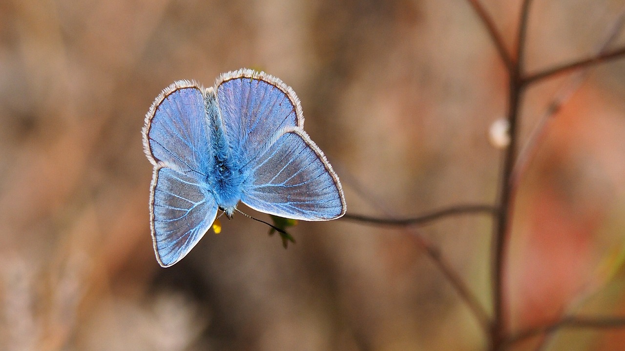 nature insects butterfly free photo