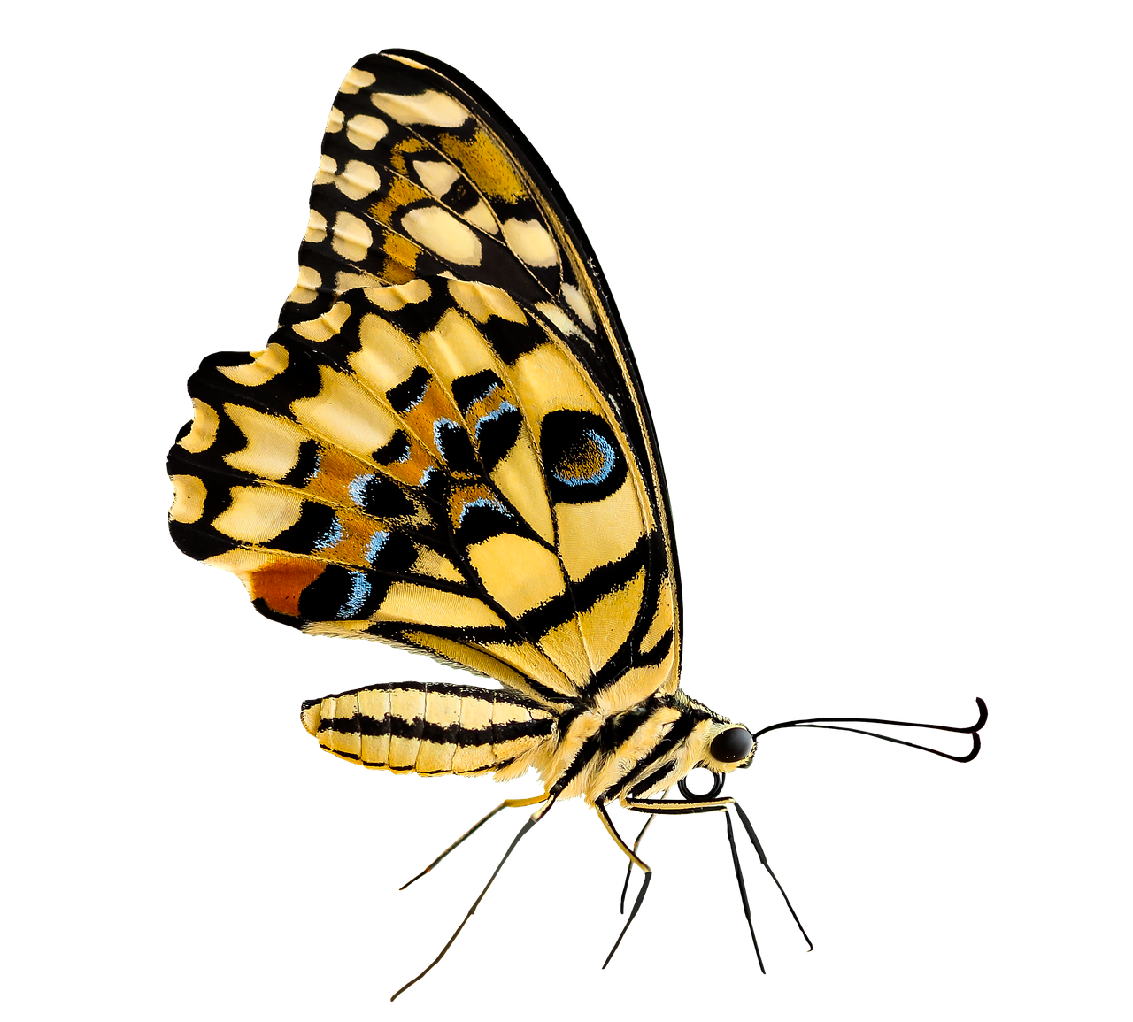 nature animals butterfly free photo