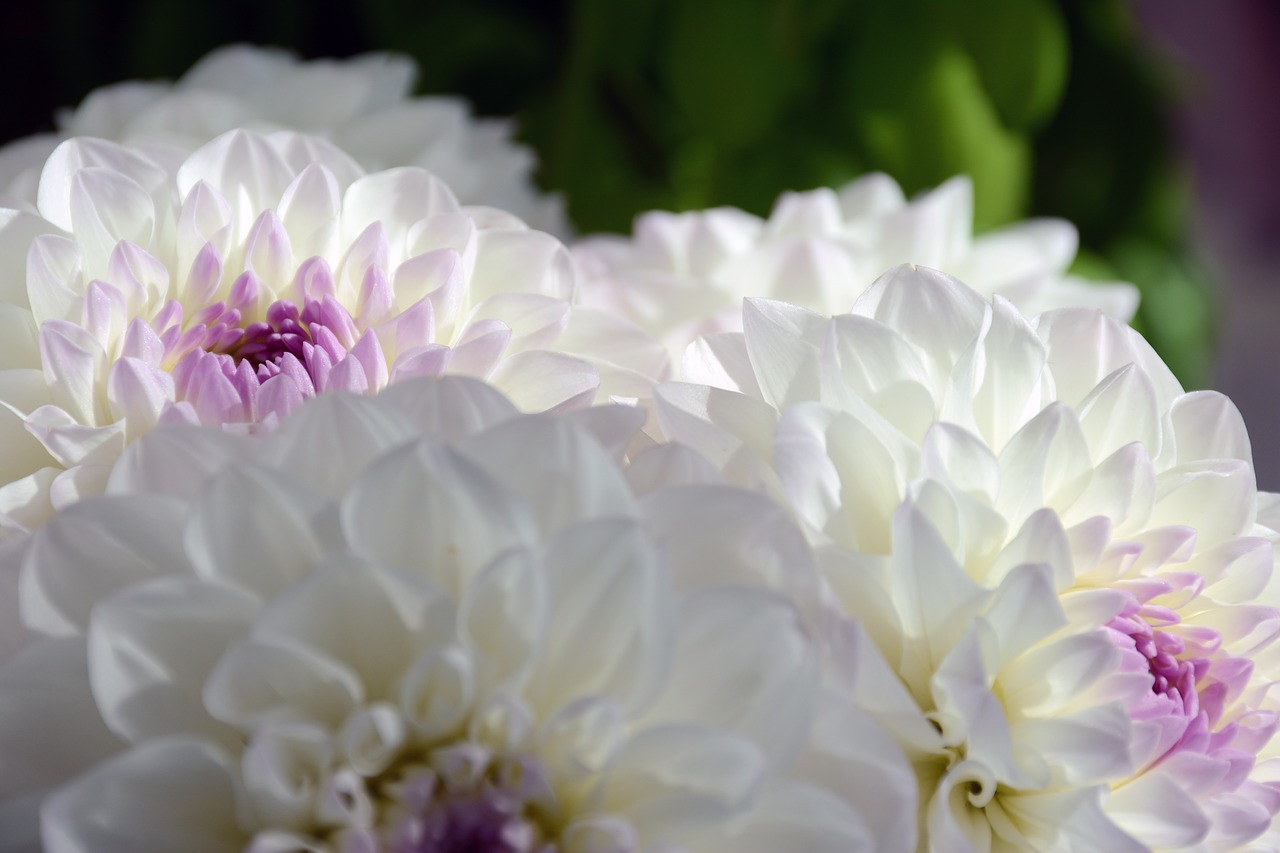 nature spring white flower free photo