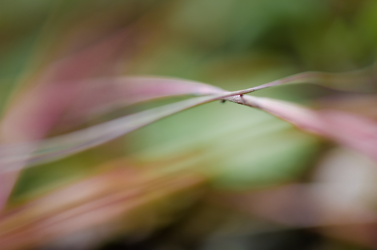 nature grass macro free photo