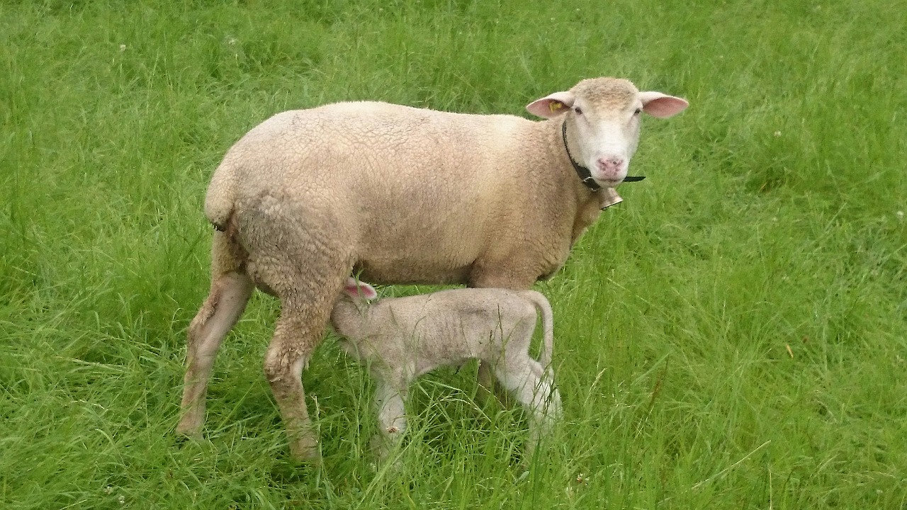 nature sheep young free photo