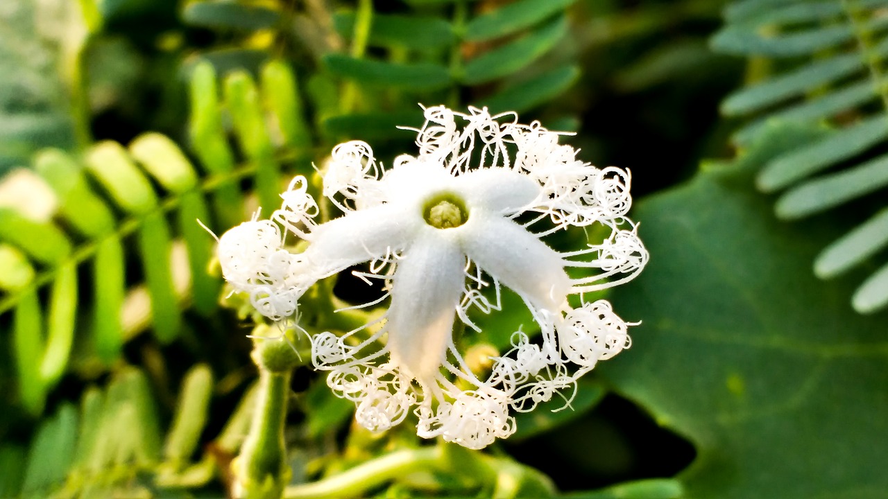 nature flower white flower free photo