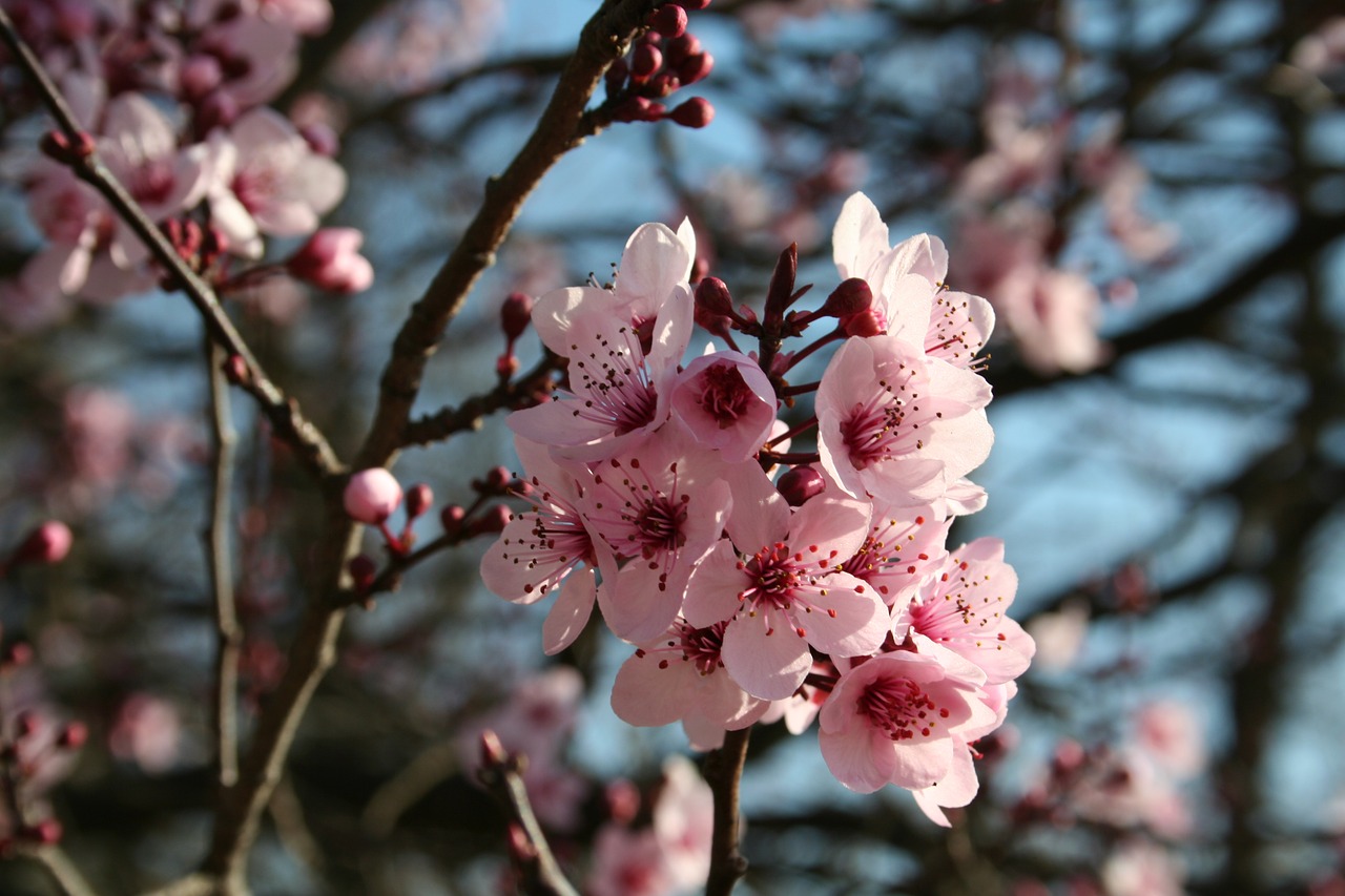 nature blossom pink free photo