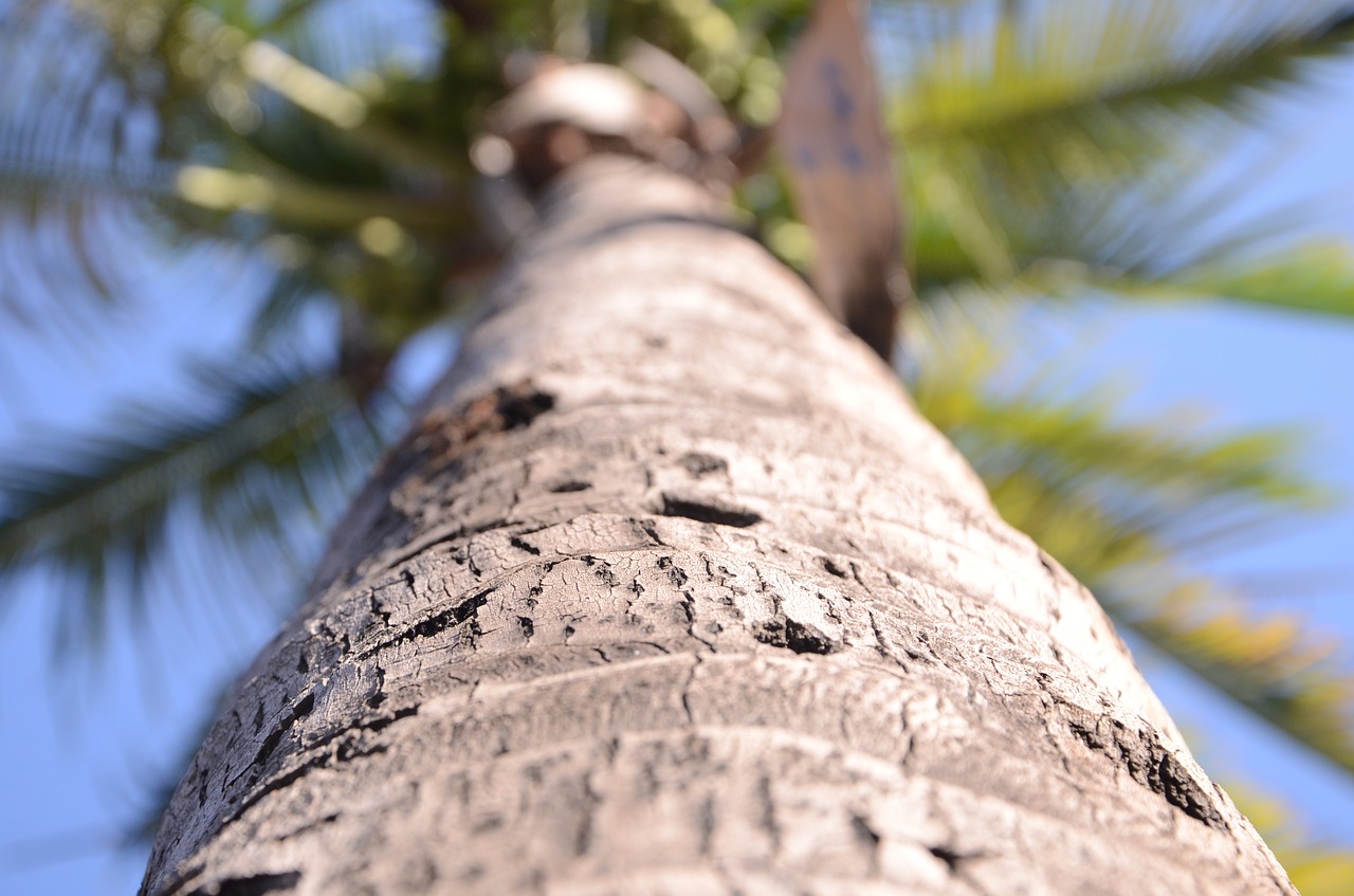 nature coconut palm landscape free photo