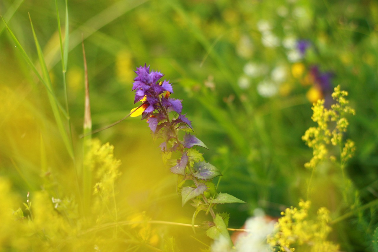 nature colorful macro free photo