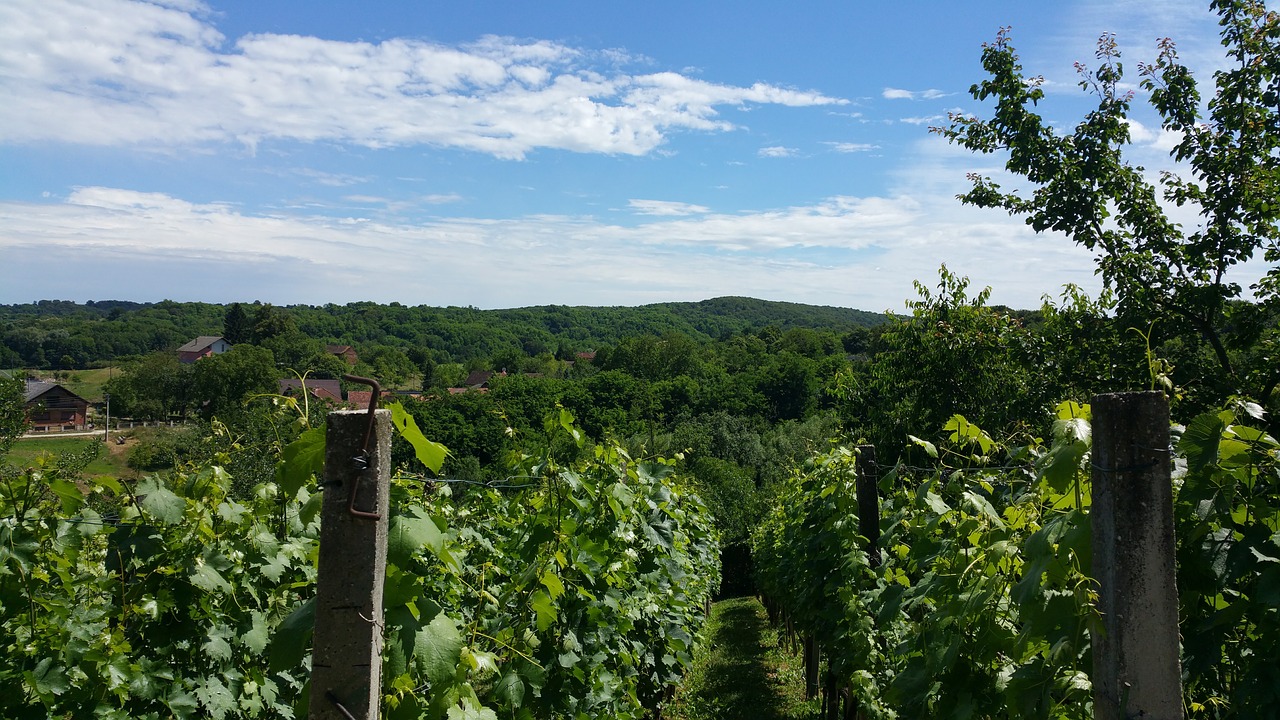 nature sky vineyard free photo