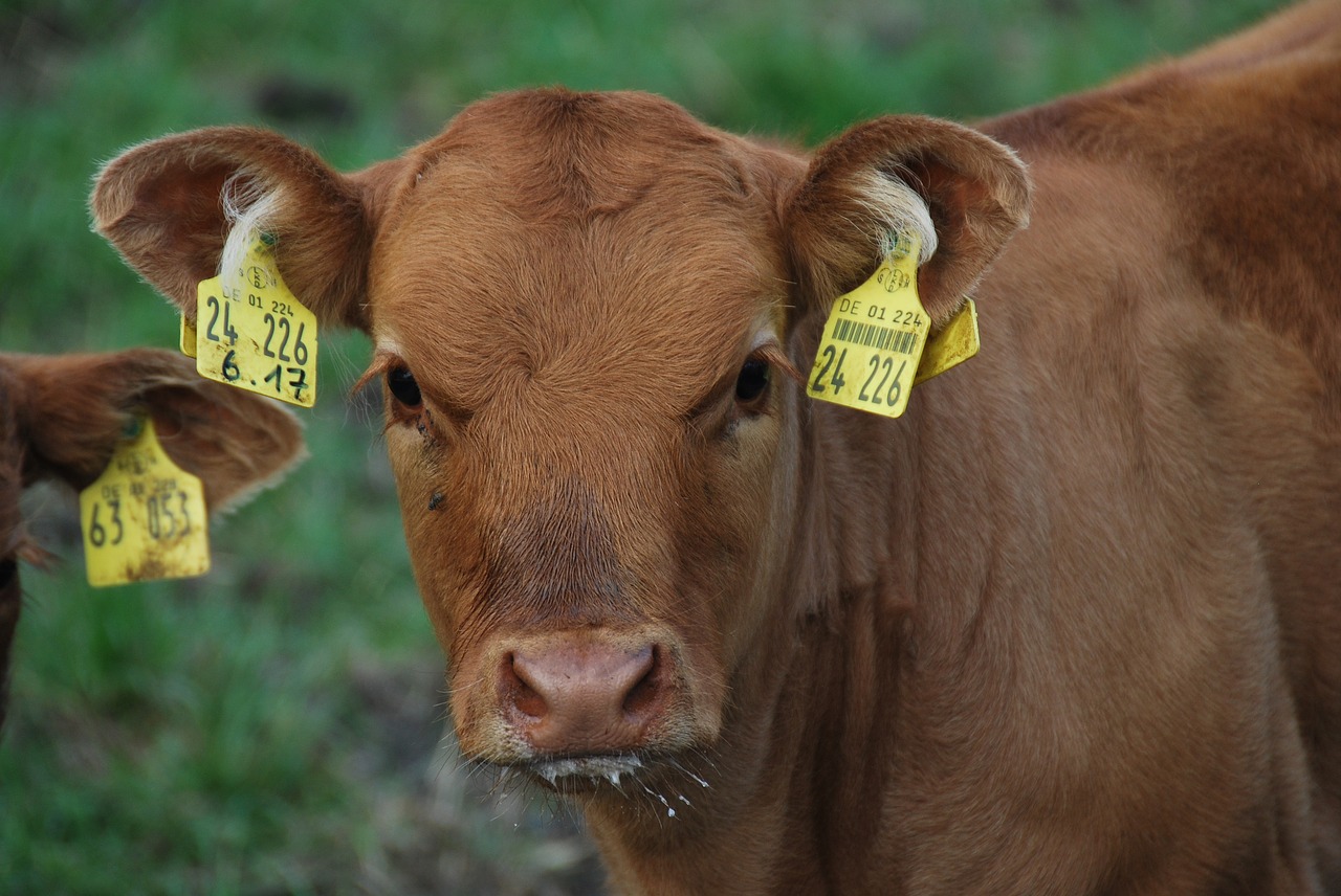 nature animal calf free photo